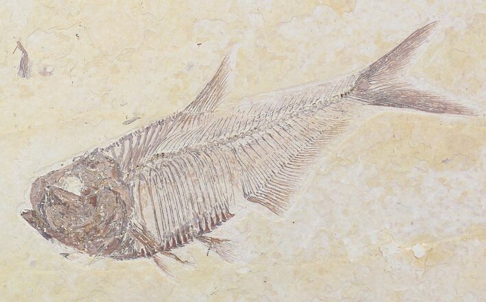 Detailed Diplomystus Fish Fossil From Wyoming #21921